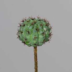 קקטוס 18 ס"מ Cactus Pick