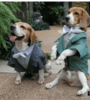 טוקסידו לכלב חליפת חתן לכלב DoggyDolly | מולי חיות מחמד