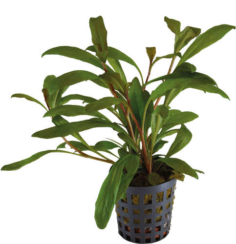 LYSIMACHIA PARVIFOLIA