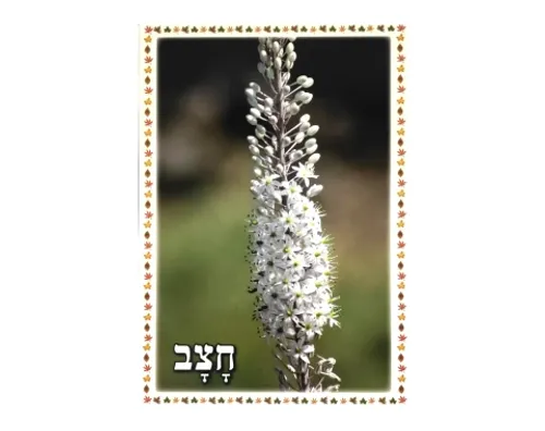 ערכת תמונות - מבשרי הסתיו