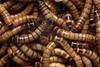 Superworms זחלי חיפושית הקמח - הזן הגדול מזון עשיר פרימיום לזוחלים בעלי כנף ועוד