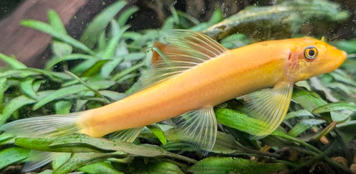 שמרלה זהב
