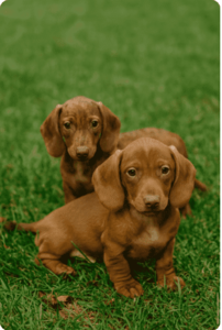 גור תחש ננסי למכירה – Dachshund Mini