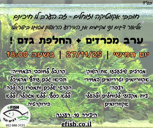 ניוזלטר 11/25