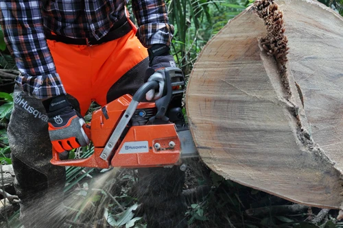 כורת מקצועי משתמש במסור שרשרת בנזין Husqvarna 365 לחיתוך גזע עץ עבה ביער