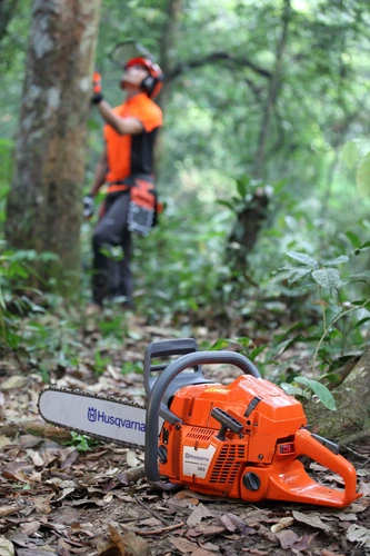 מסור עצים בנזין Husqvarna 365 מונח על הקרקע ביער, כורת עומד ברקע ומכוון לעץ הבא לחיתוך