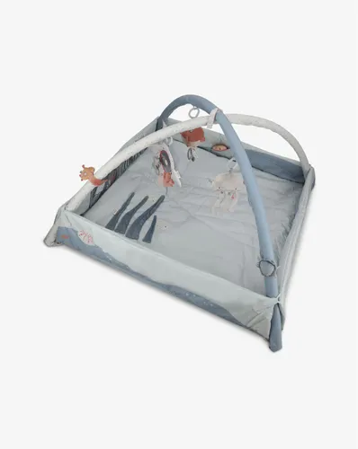 אוניברסיטה לתינוק-כחול