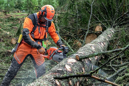 איש מקצוע בעבודה בשטח עם מסור Husqvarna, חותך גזע עץ עבה בביצועים גבוהים