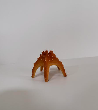 כוכב מים דקורטיבי לאקווריום
