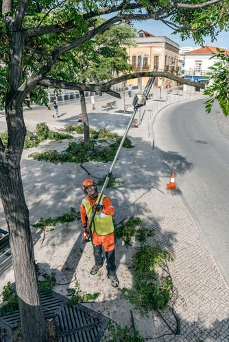 עובד מקצועי מבצע גיזום ענף גבוה בעזרת מסור גובה טלסקופי נטען Husqvarna 530iPT5 בפארק עירוני.