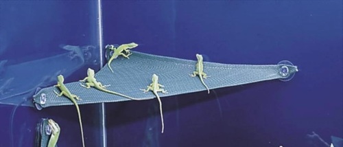 ערסל זוחלים ענק Zoo Med Repti Hammock Giant Size