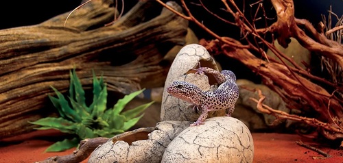 ExoTerra Dinosaur Eggs Fossil Hide Out – מסתור בעיצוב ביצי דינוזאור סדוקות