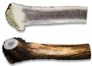 קרן אייל אדום חצויה גדולה 200-250 גרם - ANTLERS XXL