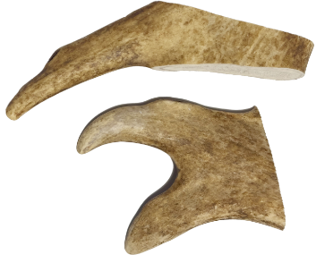 קרן יחמור בינונית 75-150 גרם - ANTLERS M