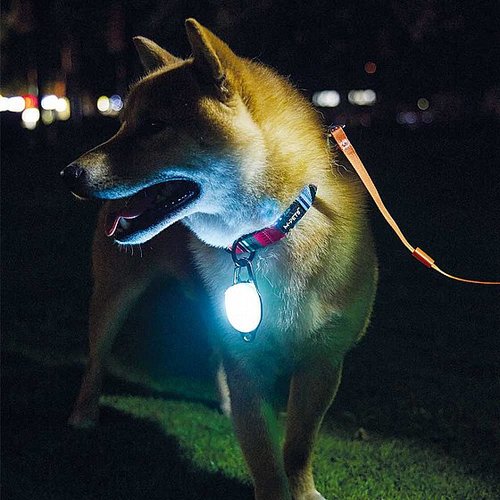 אמ-פטס M-Pets תג לד נטען כחול לקולר הכלב
