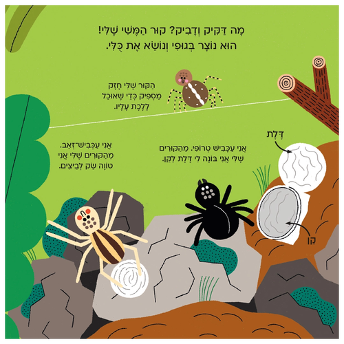 עולם קטן ירוק שלי: ספר הפעלות לילדים - עכביש 2