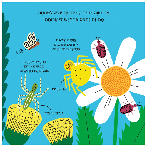 עולם קטן ירוק שלי: ספר הפעלות לילדים - עכביש 3