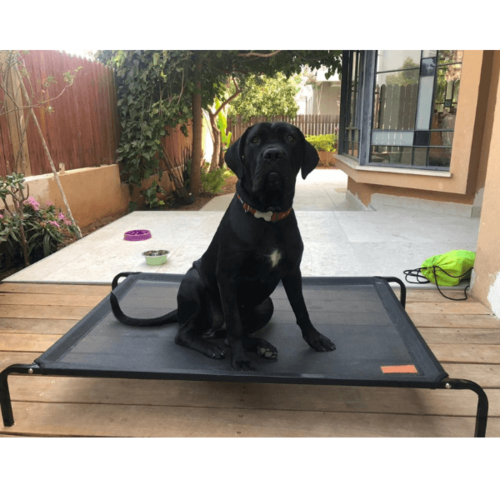 דוגס לייף Dogs Life מיטת טרמפולינה מוגבהת S