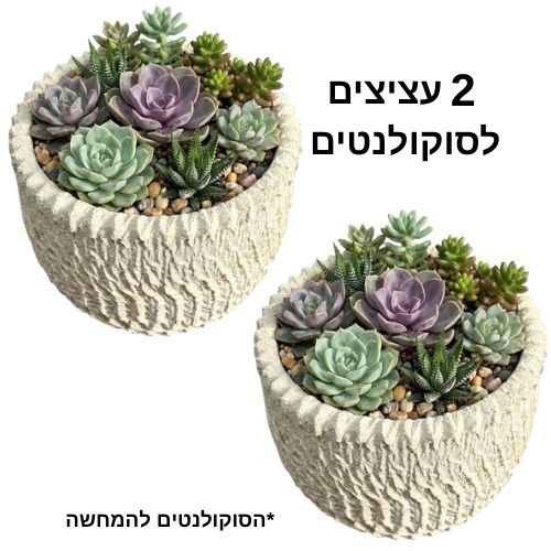 עציץ לסוקולנטים