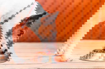 איך לבחור מזון לכלב בצורה נכונה