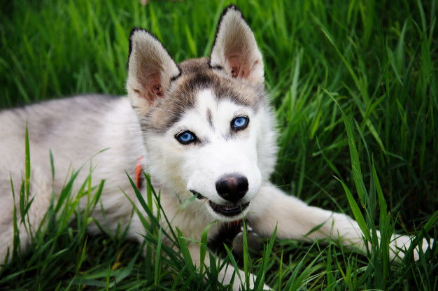 שפת הגוף של כלבים