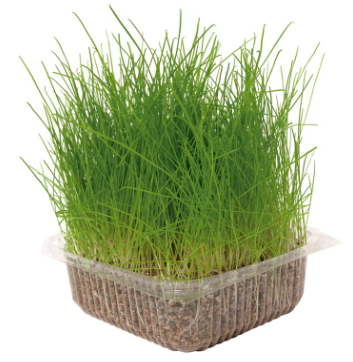 נאייקו ערכת דשא לחתולים 100 גרם – Nayeco Natural Grass for Cats
