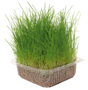 נאייקו ערכת דשא לחתולים 100 גרם – Nayeco Natural Grass for Cats