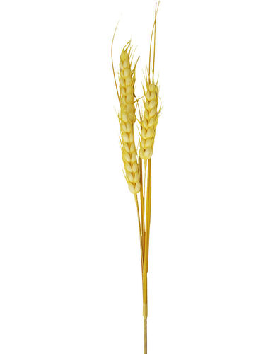 חיטה קטנה שמנת