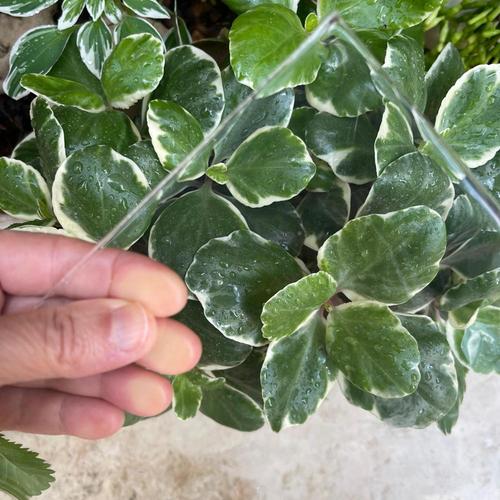 פוליאוריטן קריסטלי שקוף נוקשה 14-20