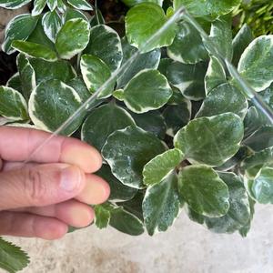 פוליאוריטן קריסטלי שקוף נוקשה 14-20