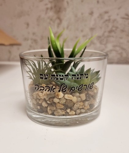 סוקולנטים וקקטוסים בכלי זכוכית 