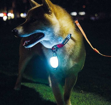 תג פנס לד נטען כחול לכלבים - M-PETS Rechargeable Led Jewel