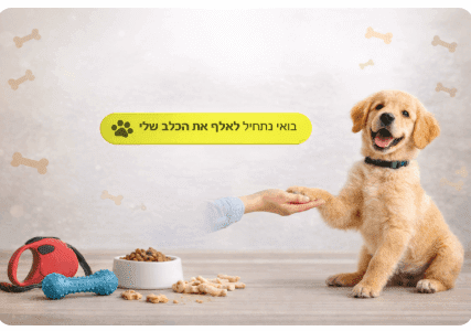 אילוף וחינוך גורים וכלבים – יסודות האילוף, התנהגות ופתרון בעיות | מולי חיות מחמד