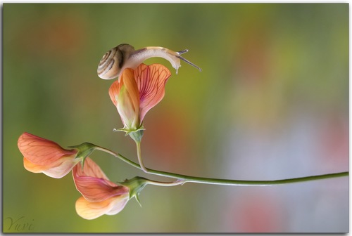 צלם החודש - יובל וקנין