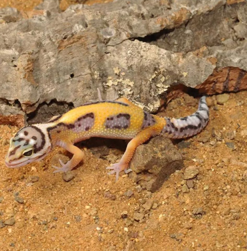  מצע טבעי לשממית מנומרת HabiStat | Leopard Gecko Bedding