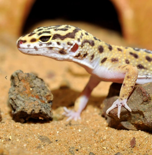  מצע טבעי לשממית מנומרת HabiStat | Leopard Gecko Bedding