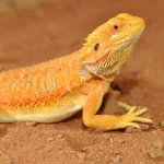 מצע טבעי לחרדון מזוקן HabiStat | Bearded Dragon Bedding 5 ק״ג