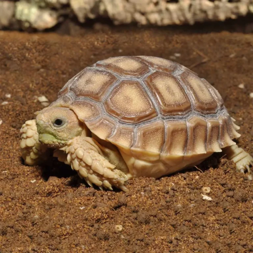 מצע טבעי לצבים יבשתיים HabiStat | Tortoise Bedding (10 ק״ג)