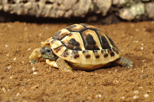 מצע טבעי לצבים יבשתיים HabiStat | Tortoise Bedding (10 ק״ג)