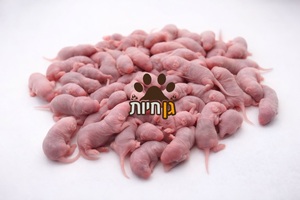 50 ולדות עכבר קפואים להאכלת זוחלים | Feeder Mouse Pinkies – Pack of 50