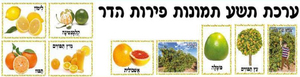 ערכת תמונות פרי הדר/ אפונה