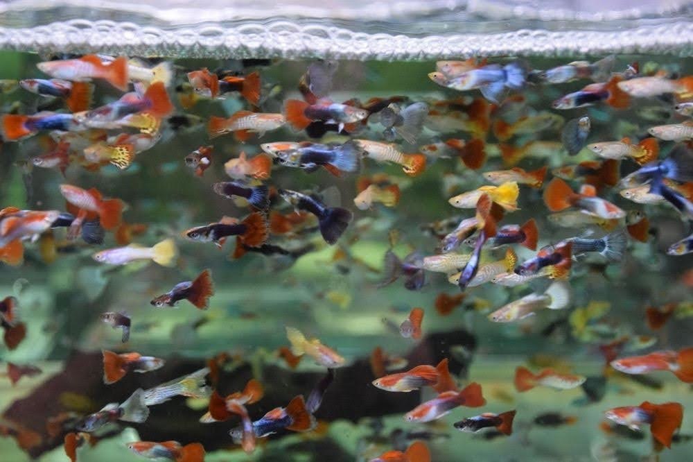 גופי זכר מיקס 