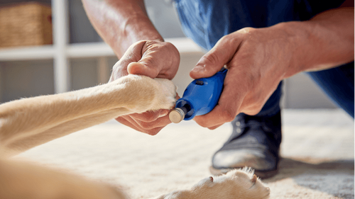 ביט יהלום Dremel 416HP - אביזר טיפוח חיות מחמד עם ציפוי יהלום ועיצוב תעלה לחיתוך ציפורניים מדויק ובטוח