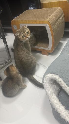 משטח לחתולים בצורת טלויזיה כם חתולים מקסימים