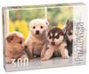 פאזל 300 חלקים - גורי כלבים