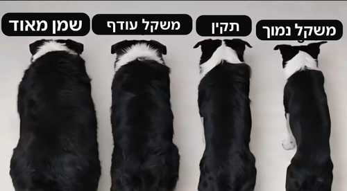 משקל תקין אצל כלבים.