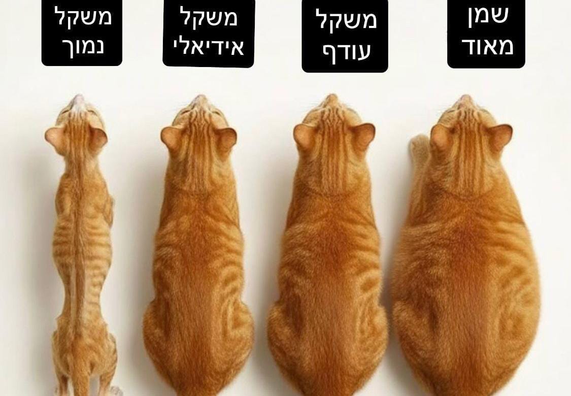 משקל תקין אצל חתולים 
