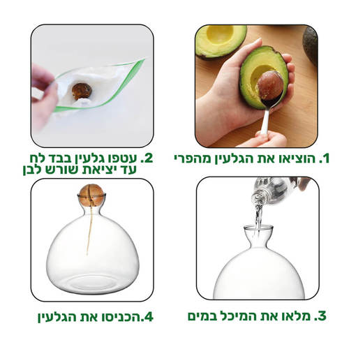 אבוקדו נביטה זכוכית