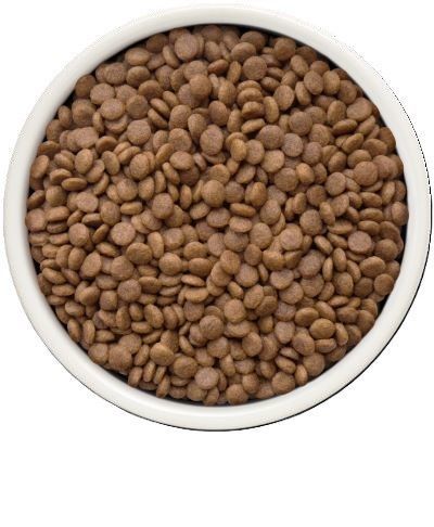 גרנדורף פרש סלמון ובטטה מזון הוליסטי והיפואלרגני ללא דגנים עם פרוביוטיקה חיה לחתולים מעוקרים ומסורסים בוגרים 2 ק