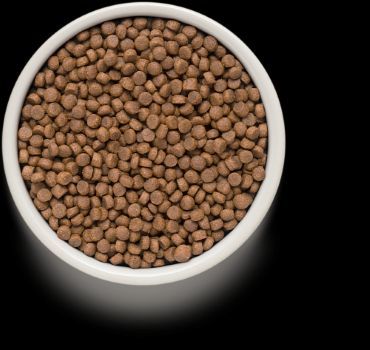 גרנדורף 4 סוגי בשר מזון הוליסטי והיפואלרגני לחתולים מעוקרים ומסורסים בוגרים 2 ק